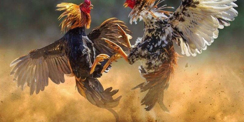 Giới thiệu về đá gà F8bet